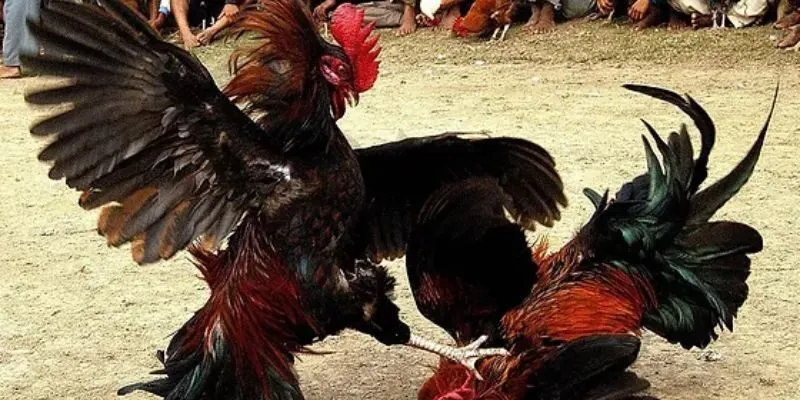 Vài nét sơ lược về đá gà thomo tại 988BET